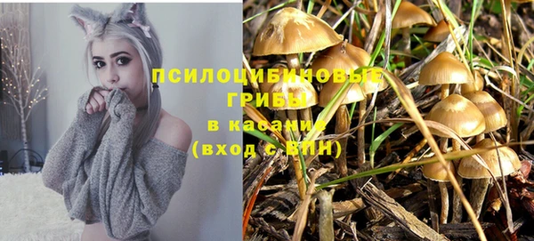 сатива Нефтекумск
